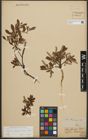 Foto von Salix waldsteiniana Willd.